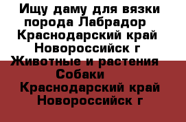 Ищу даму для вязки порода-Лабрадор - Краснодарский край, Новороссийск г. Животные и растения » Собаки   . Краснодарский край,Новороссийск г.